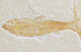 Multiple Knightia Fossil Fish Plate - x #42363-1